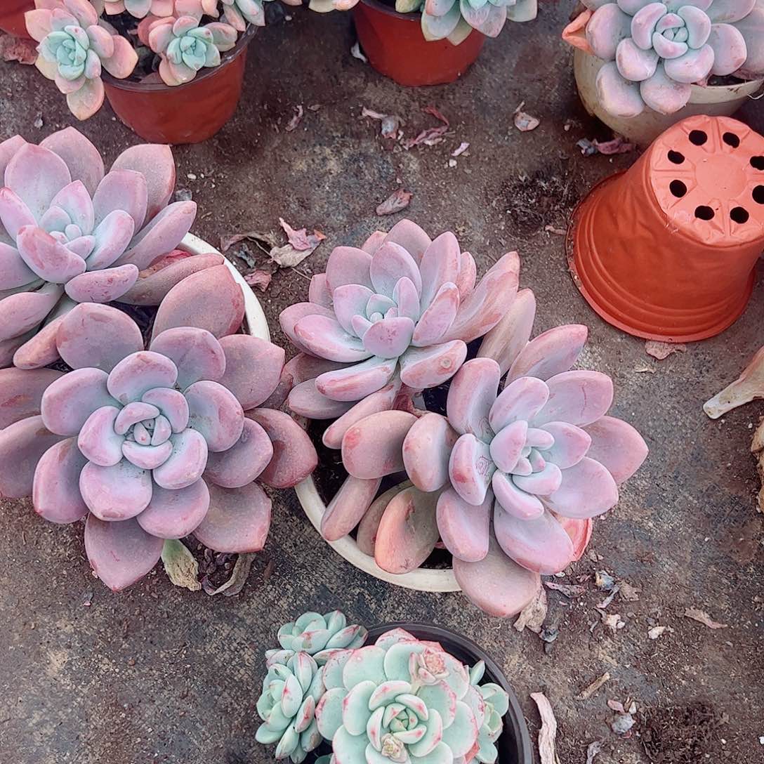 奥普琳娜双头起发精品特价