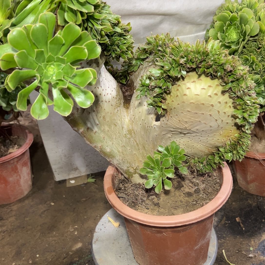 肉***肉多372肉植物原始绿缀花