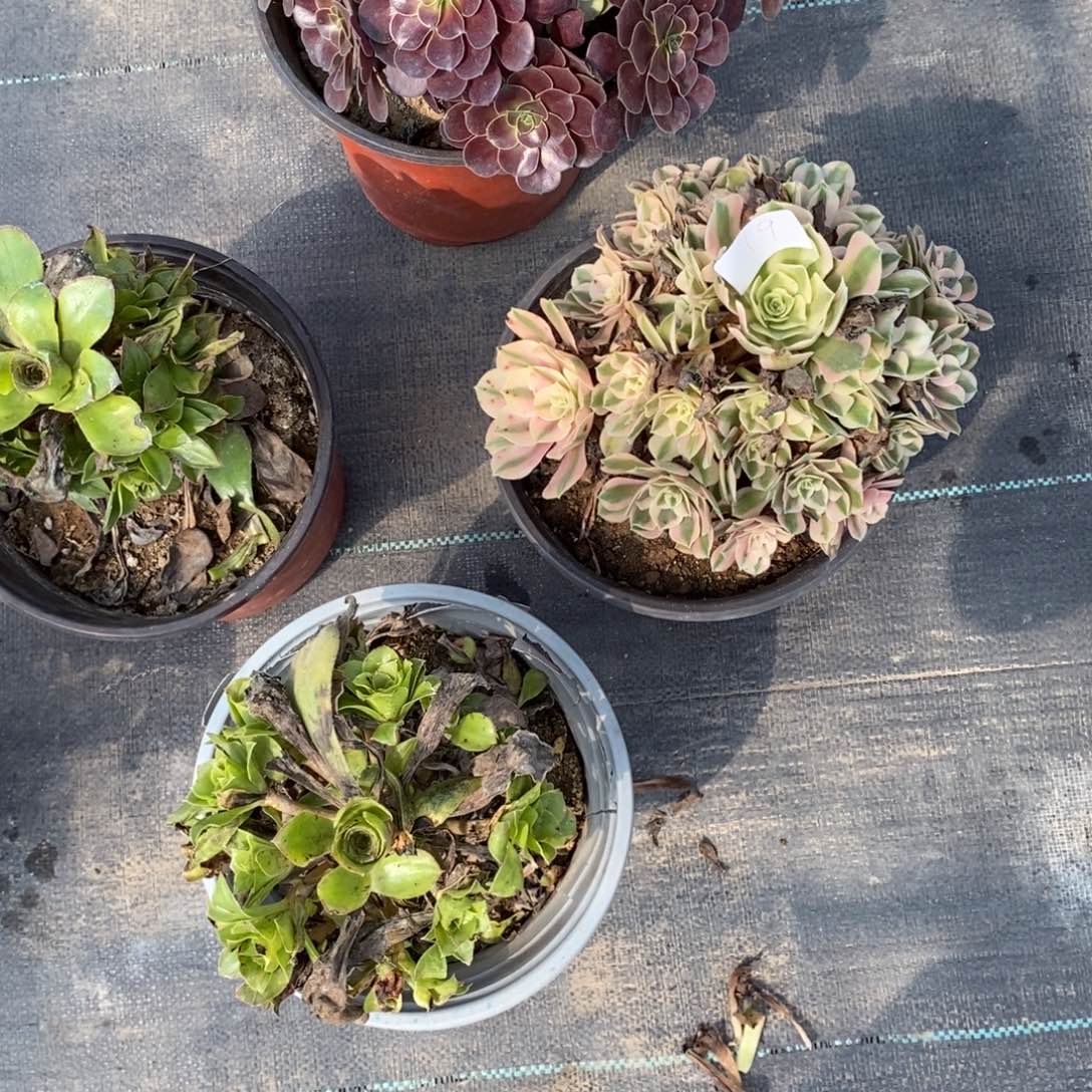 明**初多肉植物组合拼盘19