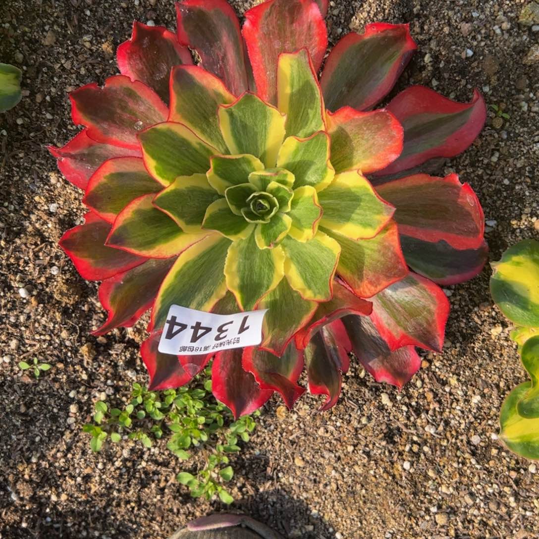 1344魅影多肉植物