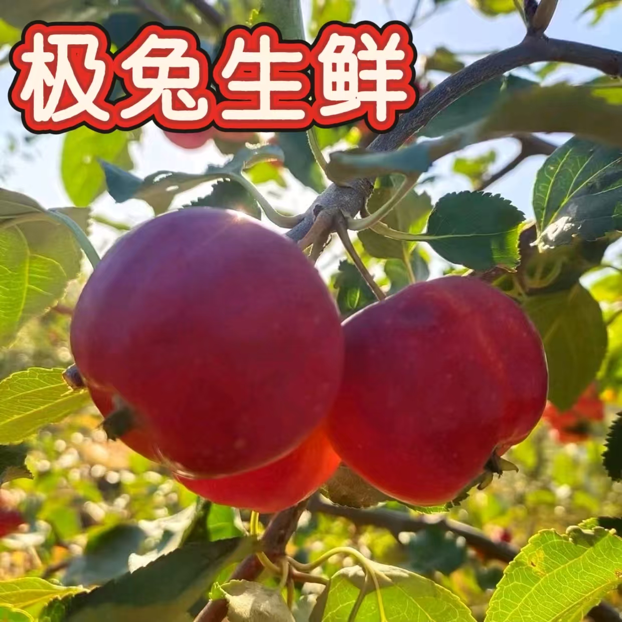 东北海棠果沙果酸甜可口