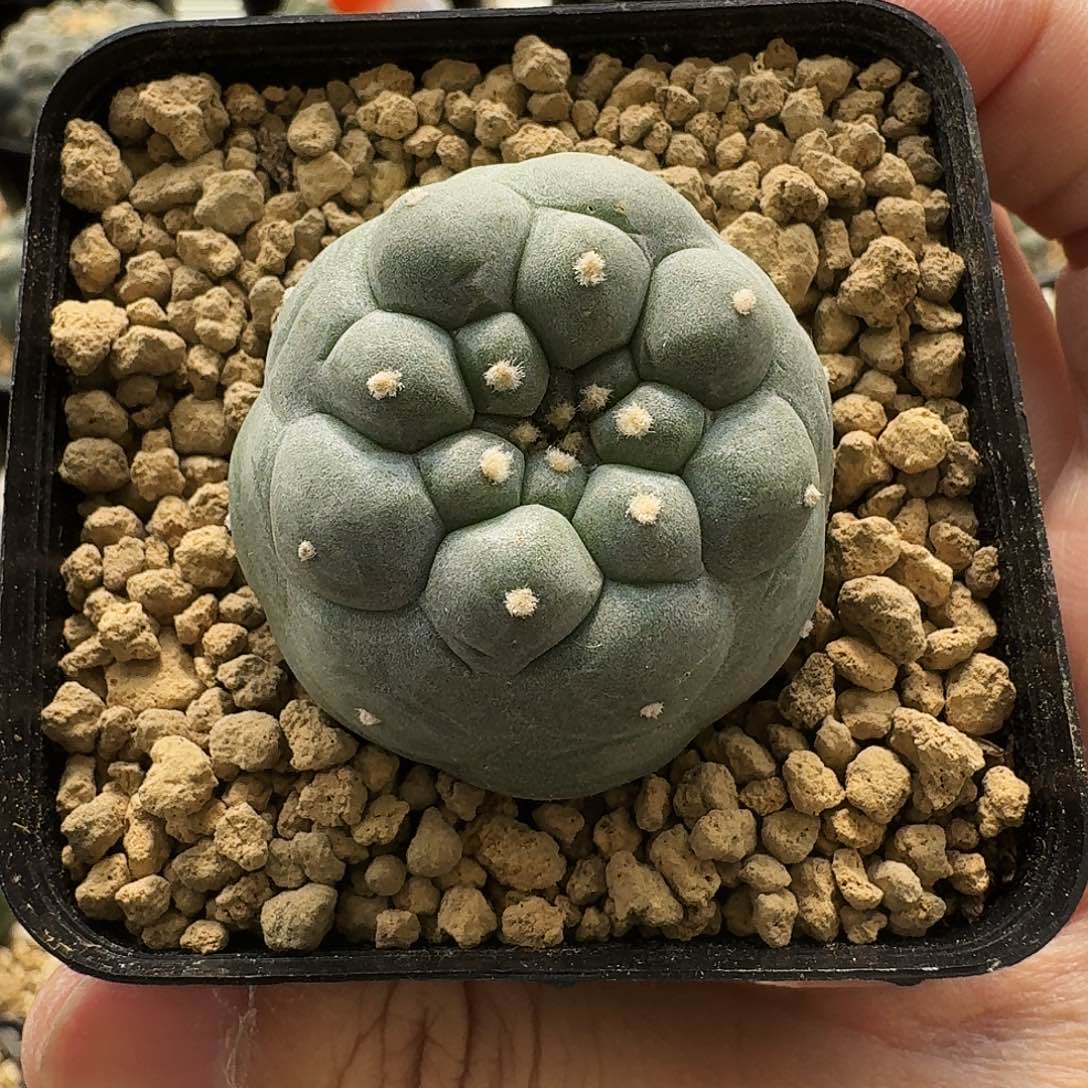 凸优佛头侧芽4.1cm 10017