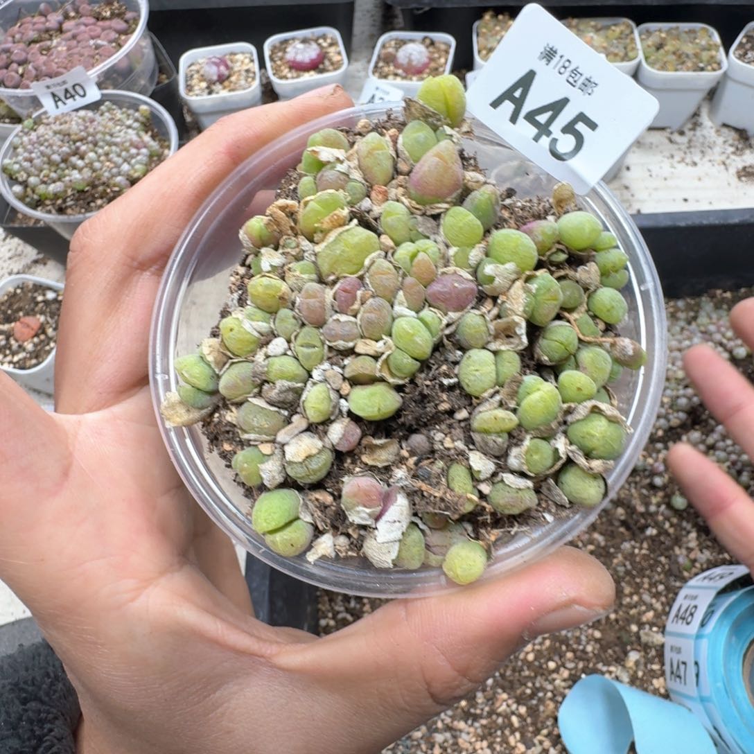 A45。毛翠滴一大盒