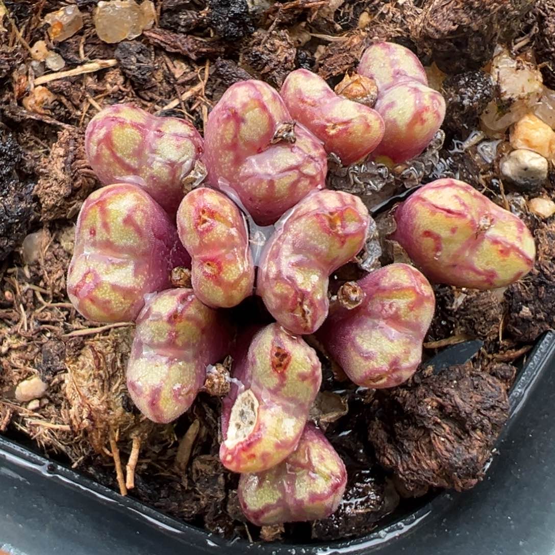 1.16好看的多肉203