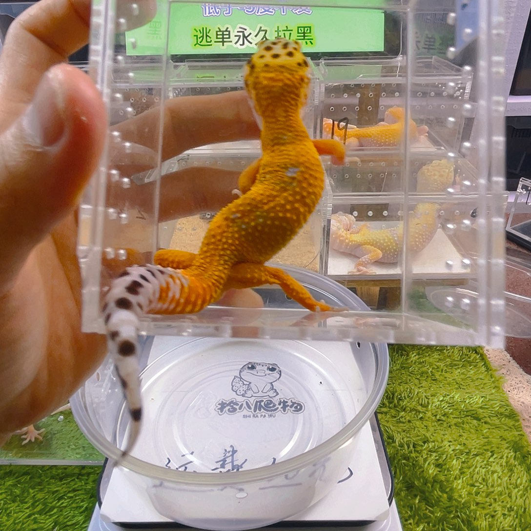 豹纹守宫豹纹守宫苗子亚成成体可爱宠物