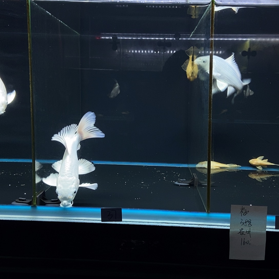 格***斯蝴蝶鲤鱼37号白色蝴蝶鲤一条一条