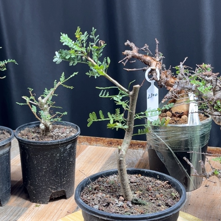 羽叶裂榄扦插1111111111