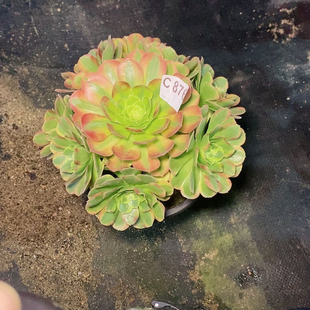 奶白876多肉111111