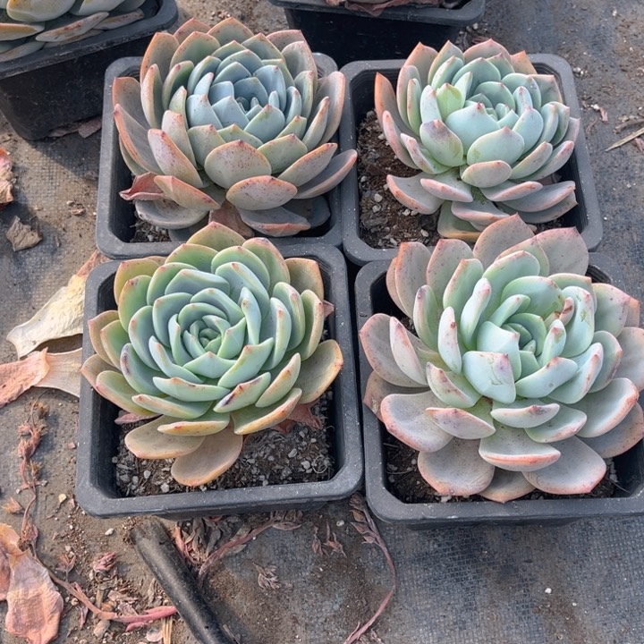 欣**麻凤橙单头4颗140盆