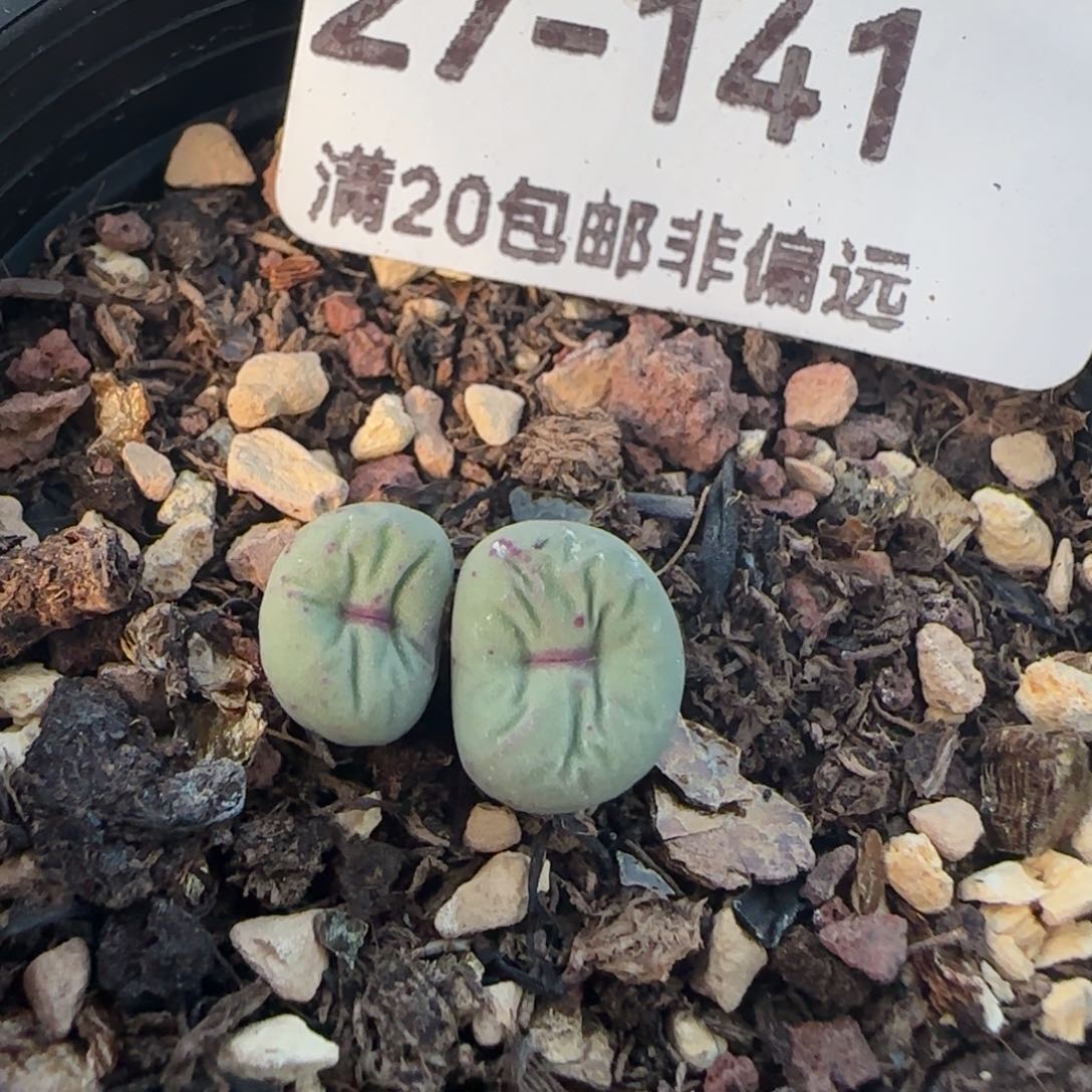 贝特芬带盆土发货。