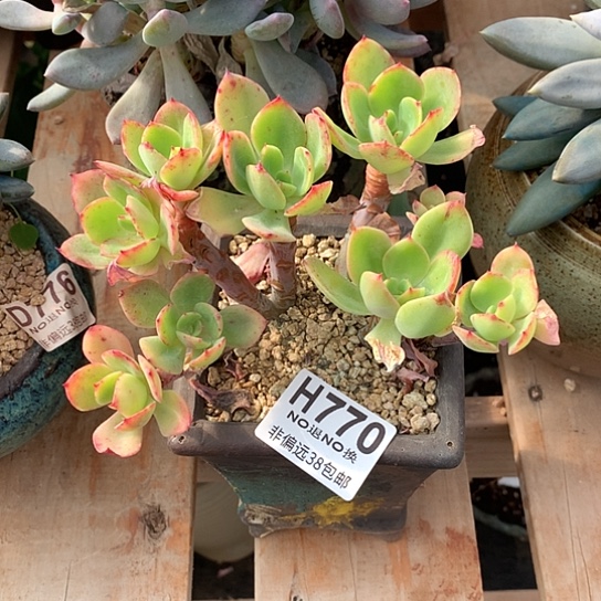 水墨仙子朵朵770 亏本处理退款拉黑7-8天发货