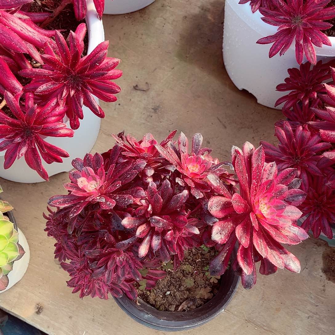 法师多肉植物f s