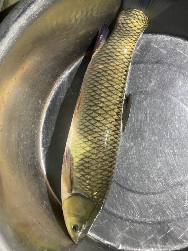水库野生草鱼(直播改价现场称重杀好不退)