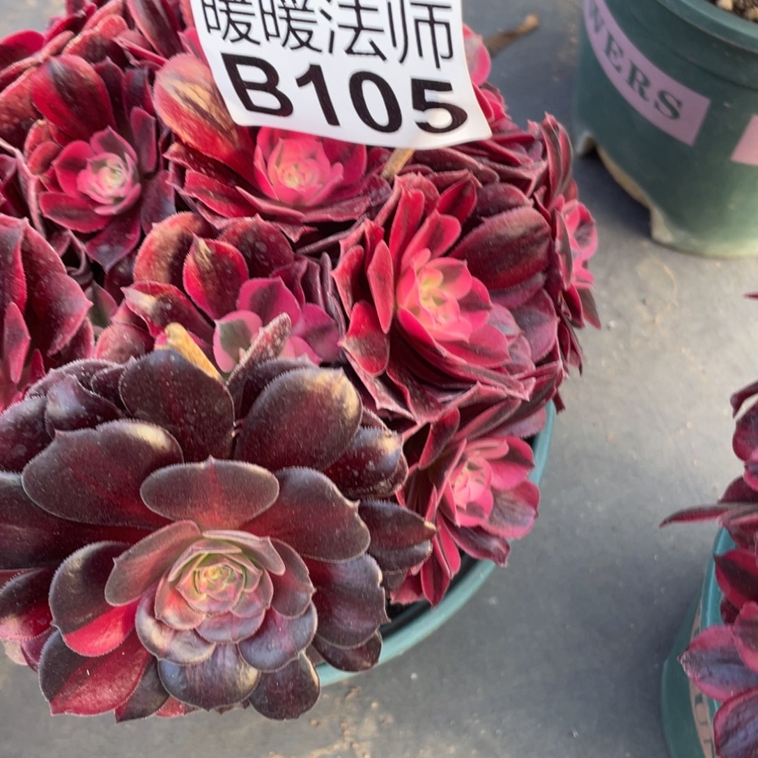 紫砂茶杯105分哥哥哈哈健康