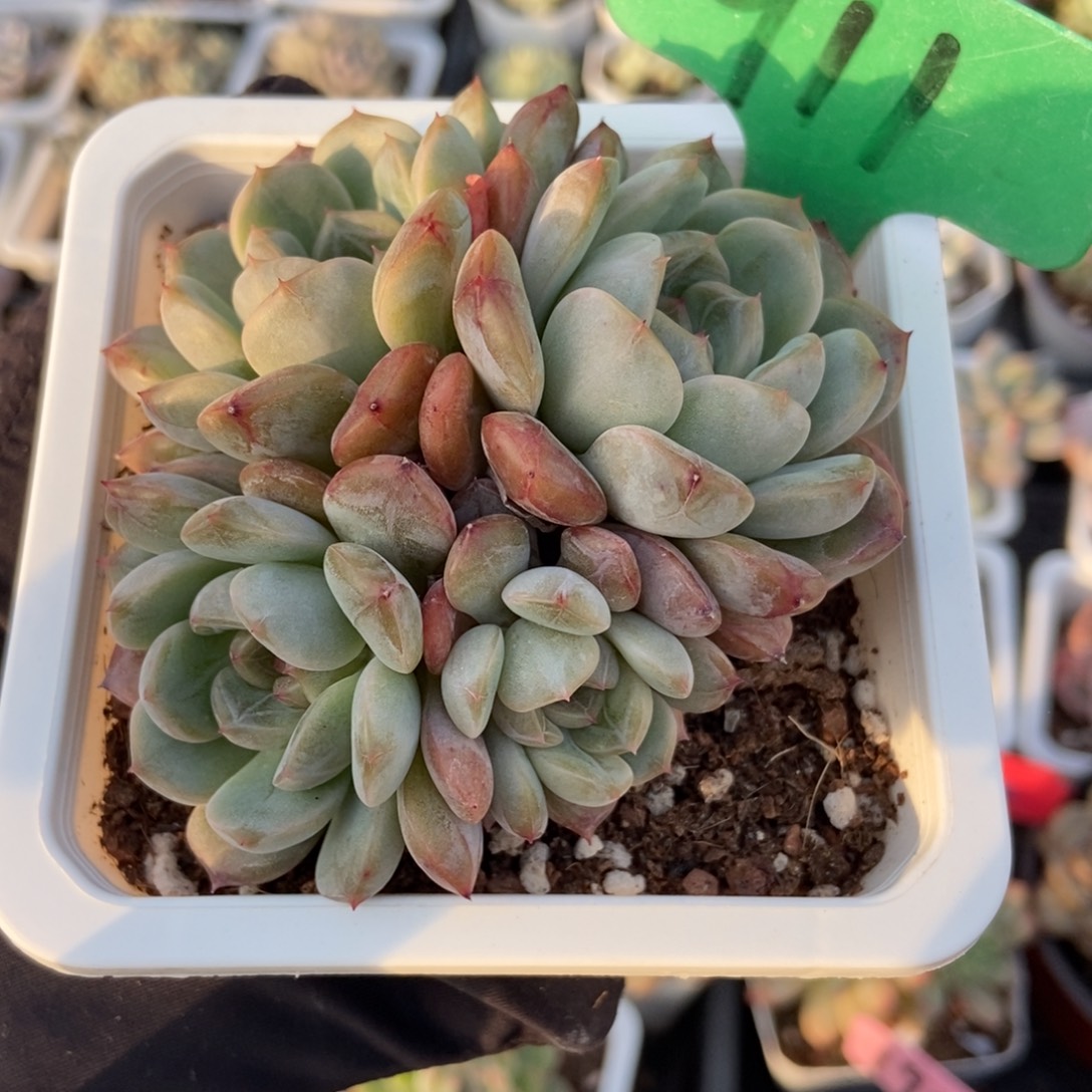 911糖果珍妮多肉植物