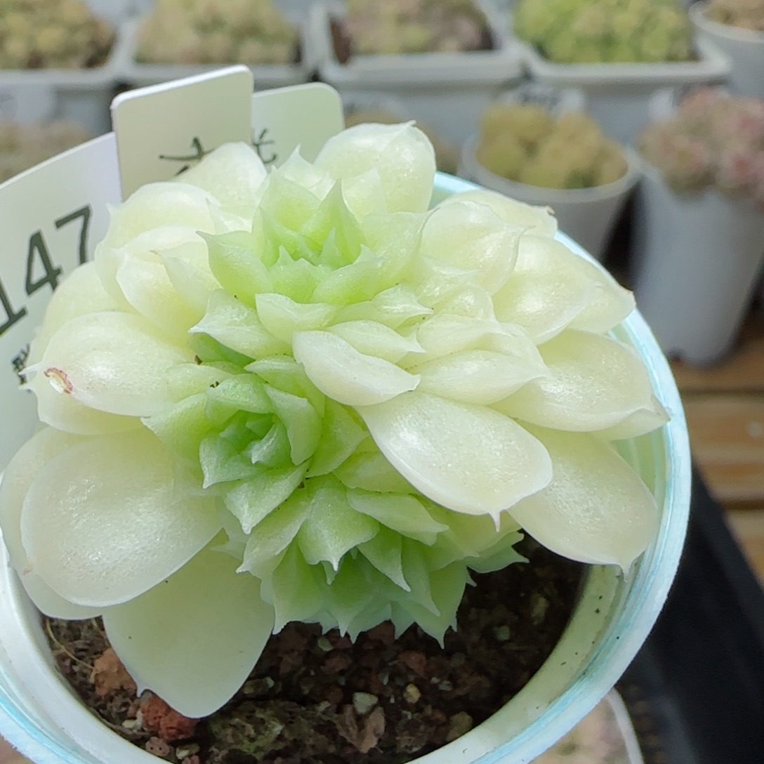 【闪购商品】0310-147（大包-3）