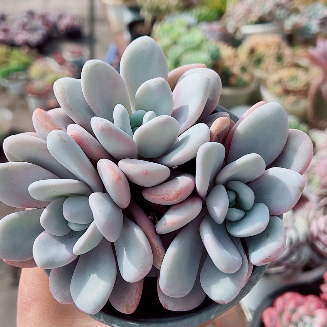 粉兔多头造型精品