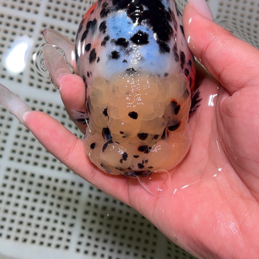 -***.金鱼拍包装包邮，不拍包装运费到付