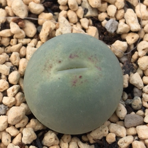 多肉肉锥 2.2Cm 鸽子蛋