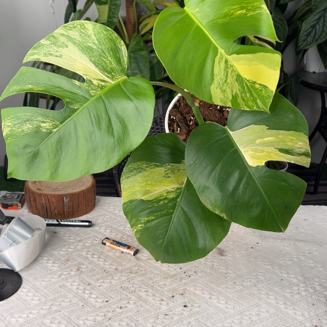 完全开放短颈黄龟