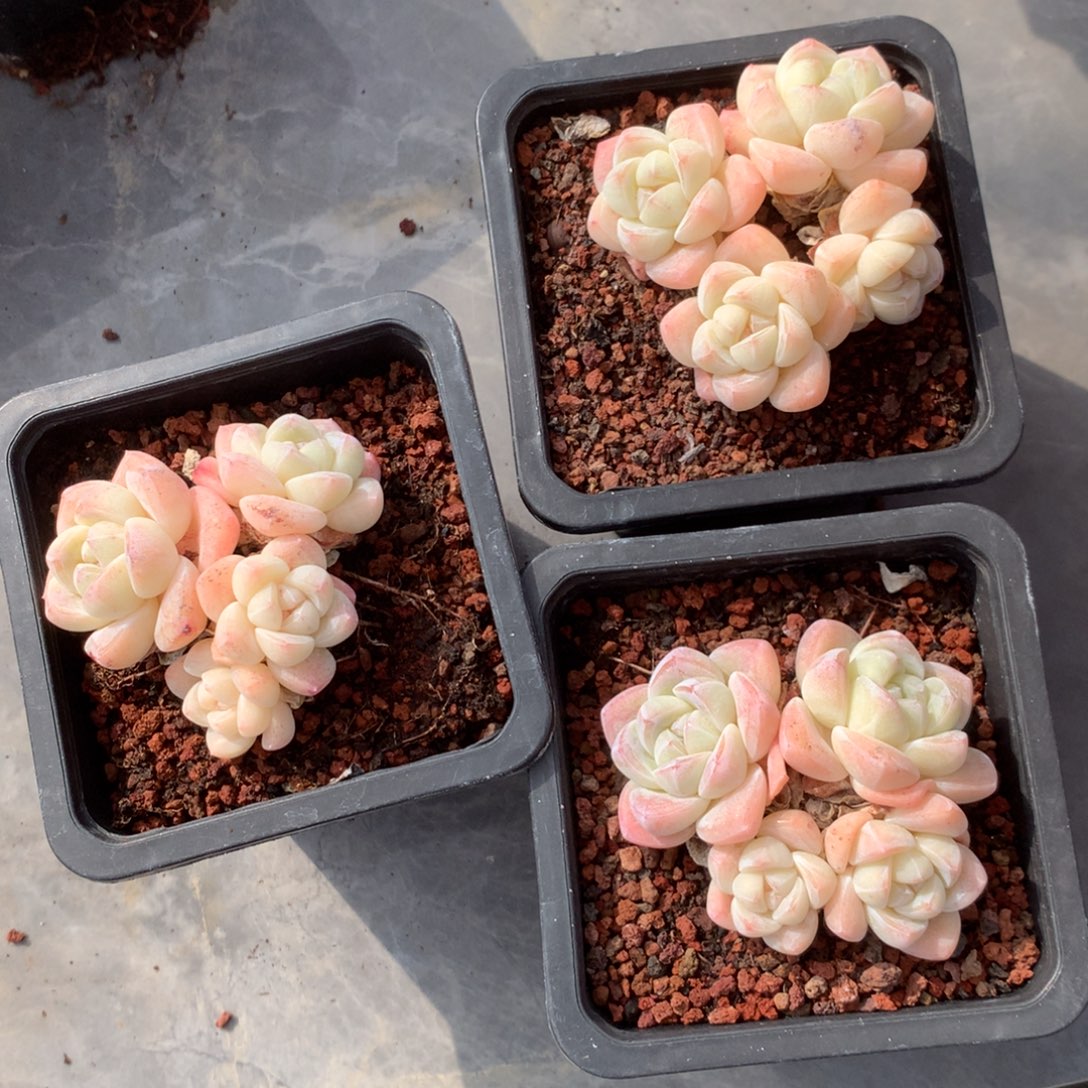 R***y清光绪二十四十二载