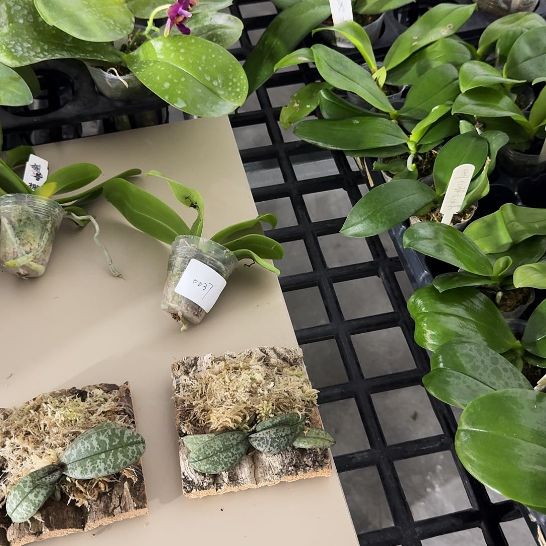 完全开放欣*西交史