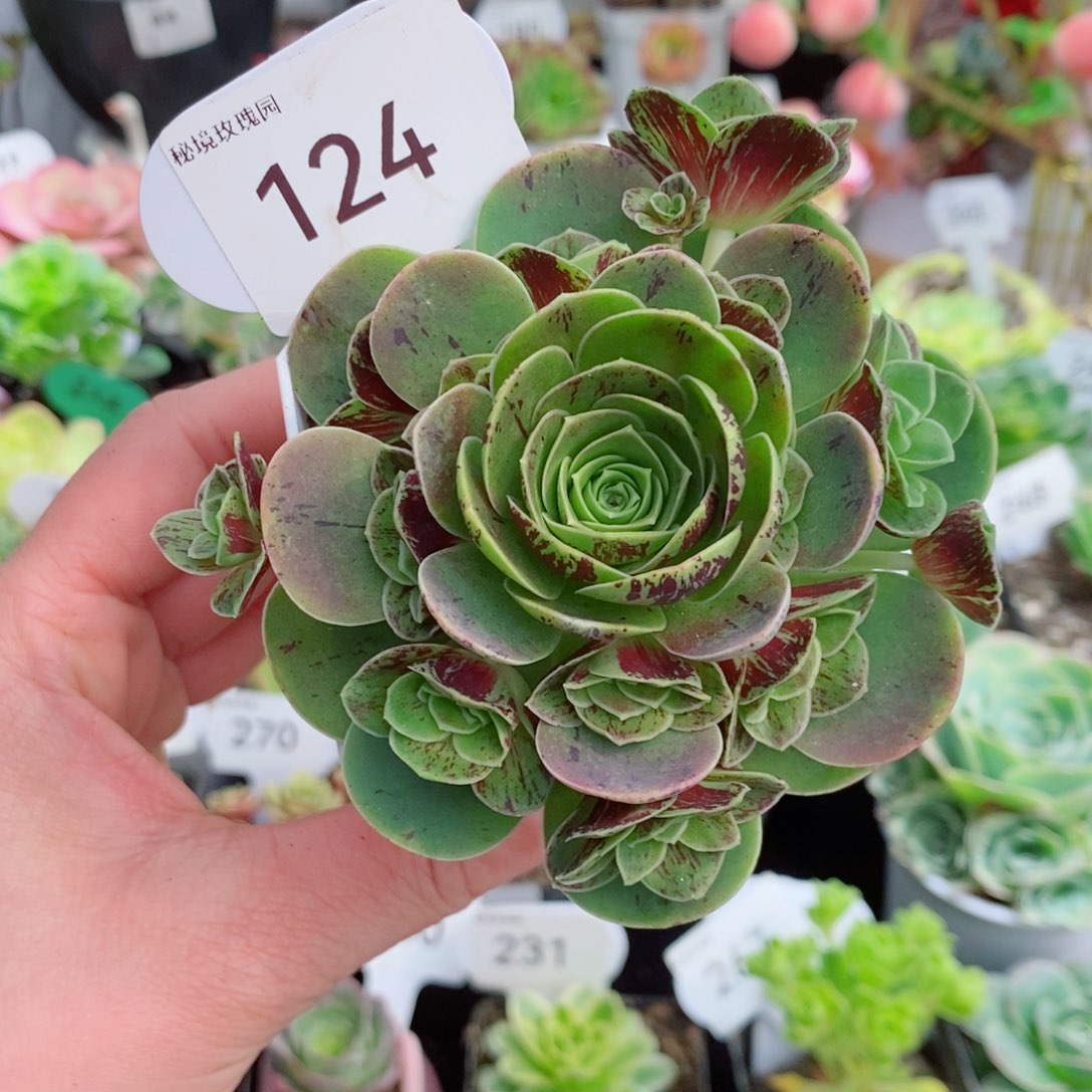 124碧落捧花群。         多肉玫瑰