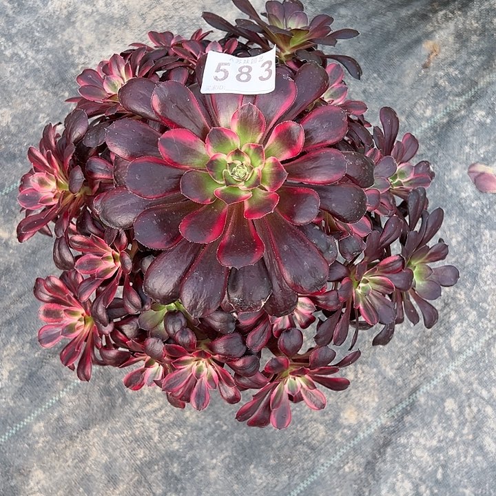 538丽娜多肉植物