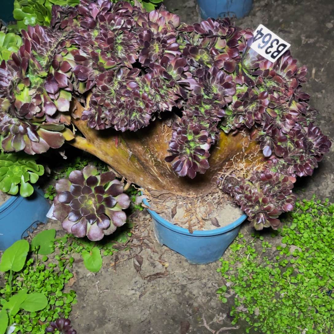 荷兰法师28-/-51包邮偏远除外