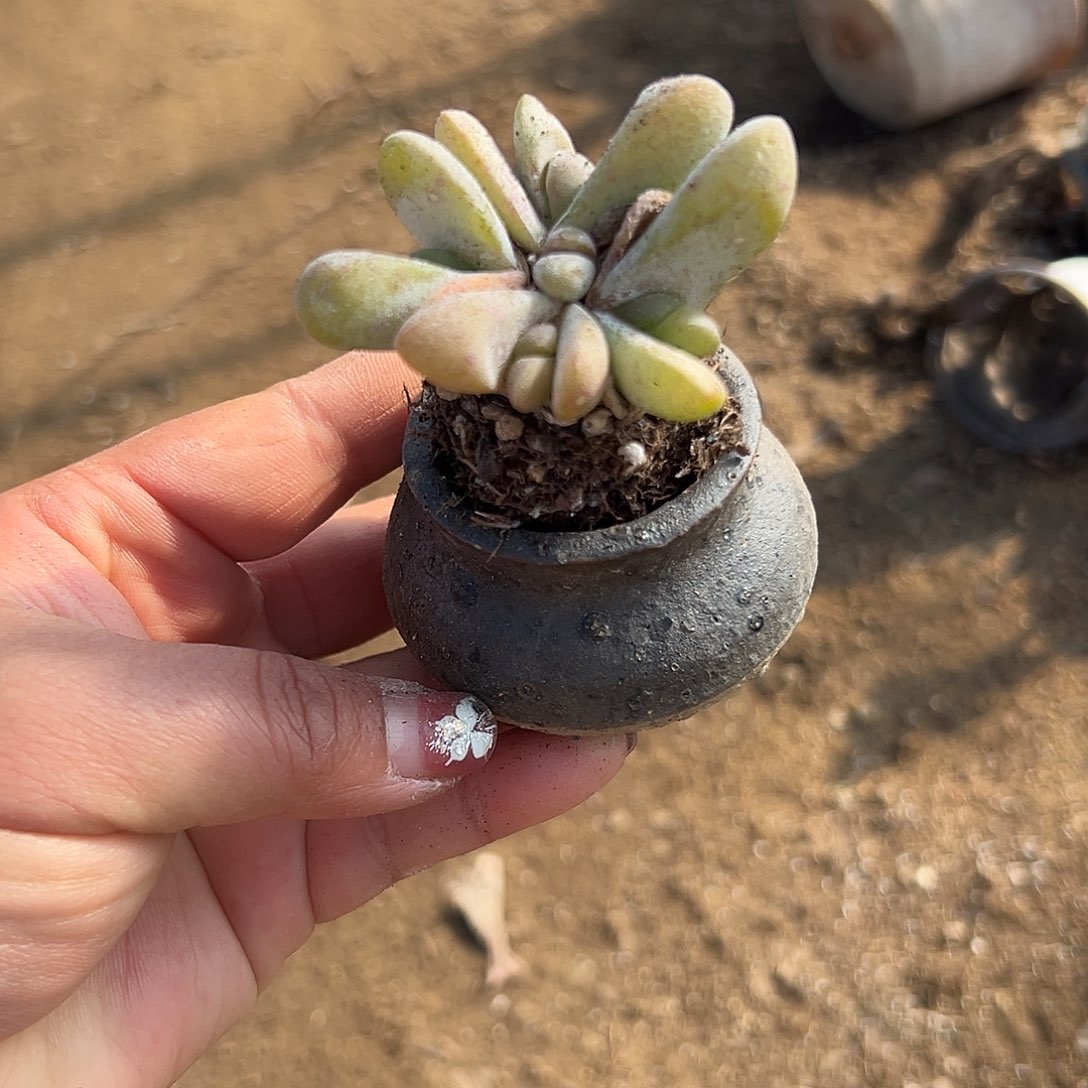 多肉植物达摩舌叶