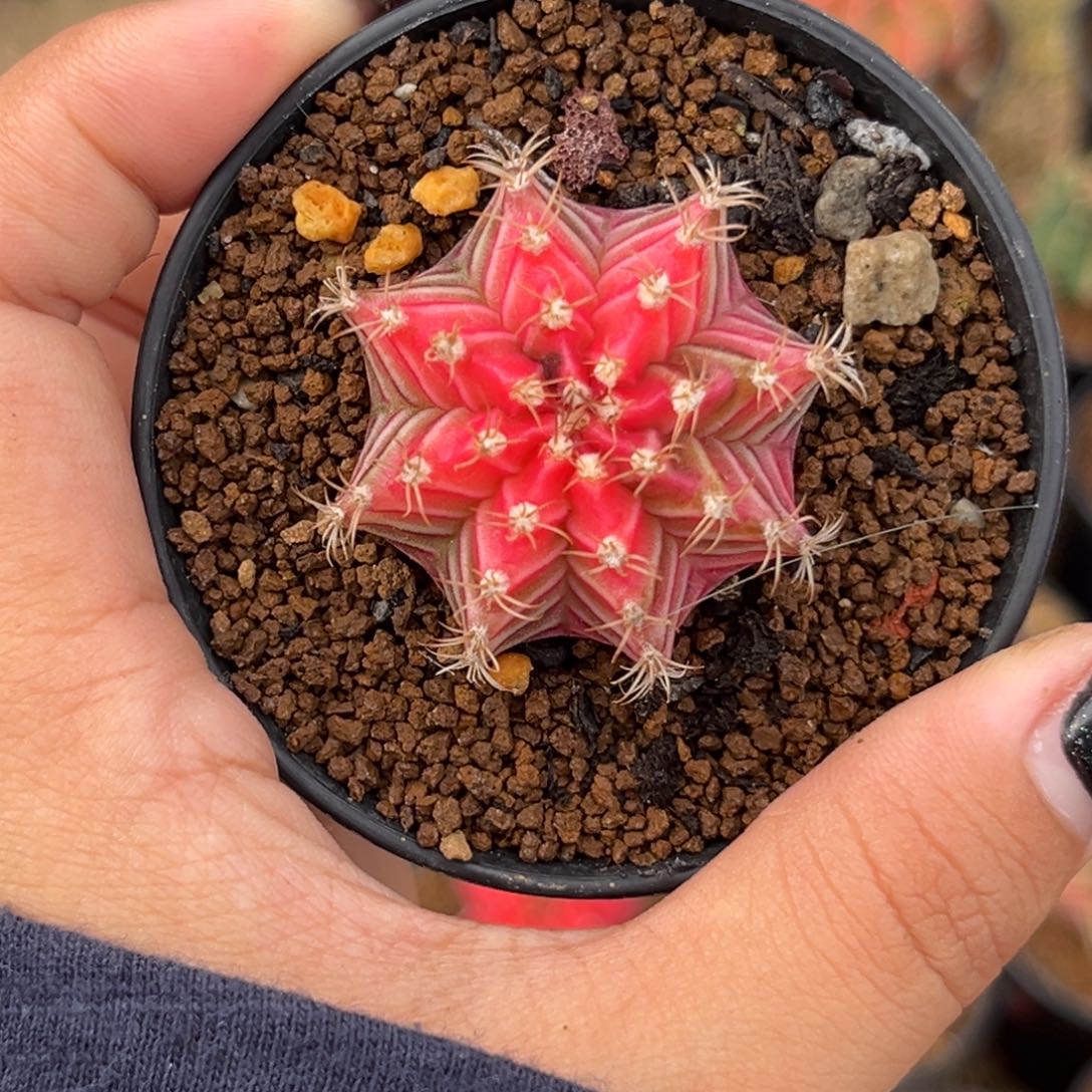 1110 泰系米哈 带盆土发货