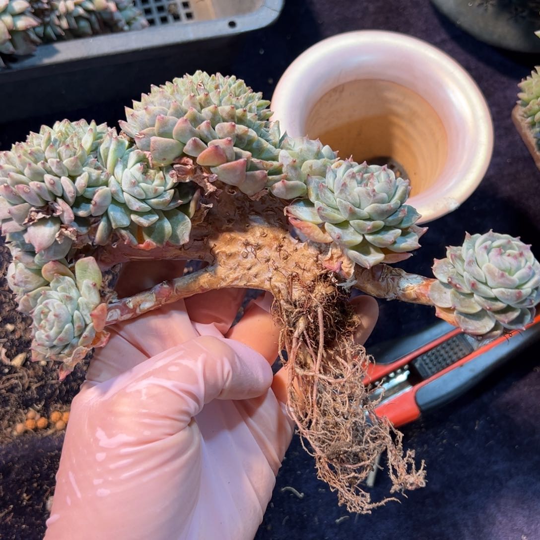 久****?新年快乐 新年快乐 新年快乐