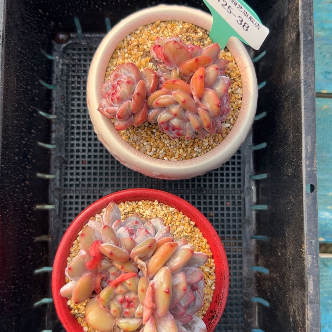 多肉一物一拍0125-38