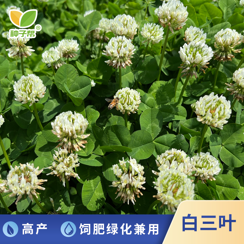 白三叶净籽红三叶多年生耐寒耐践踏春秋播种果园天然绿肥混播放牧