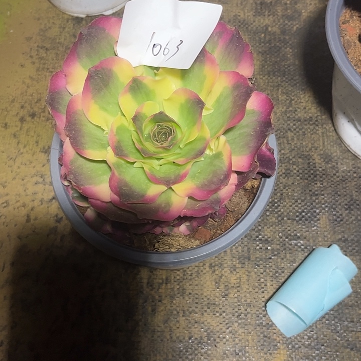 默***柔如意多肉植物保护1063