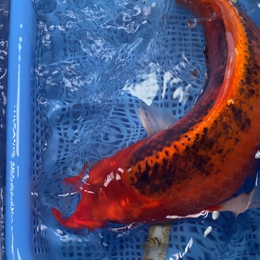 锦鲤冷水锦鲤包邮