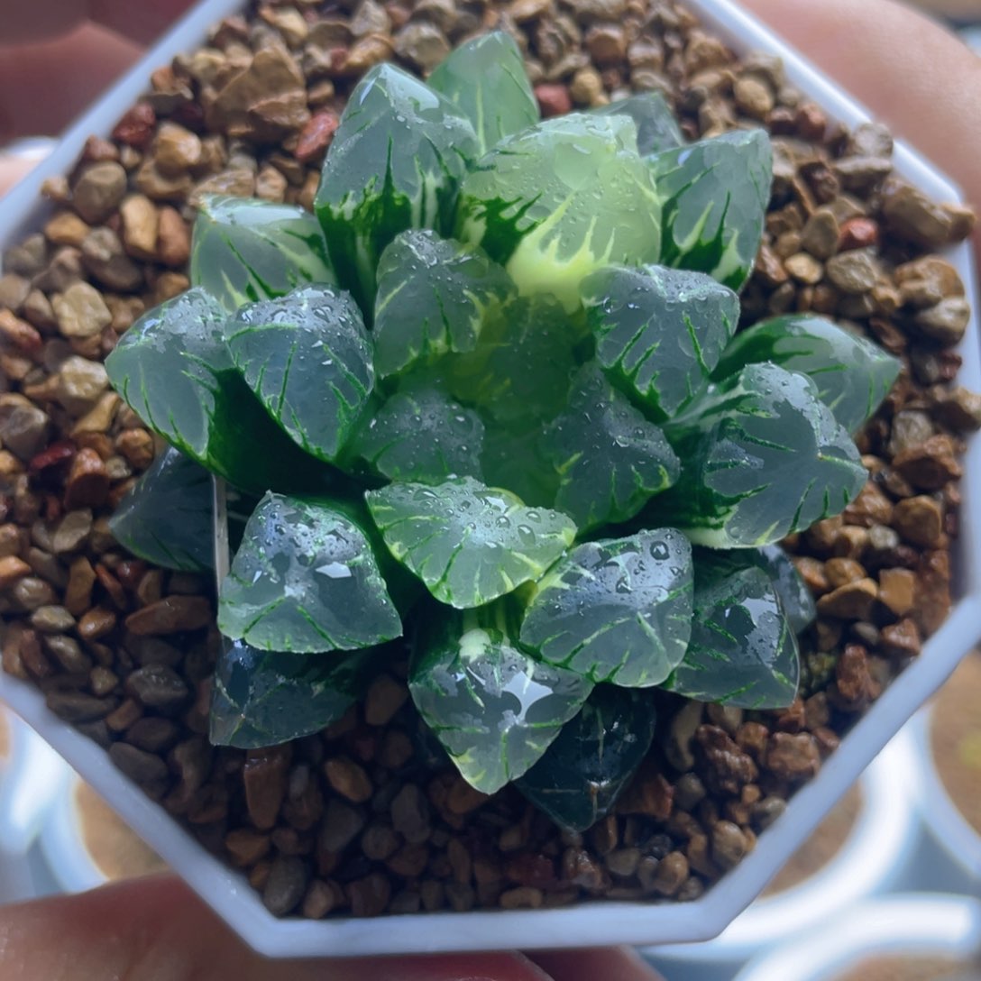 E.广濑玉露锦。       