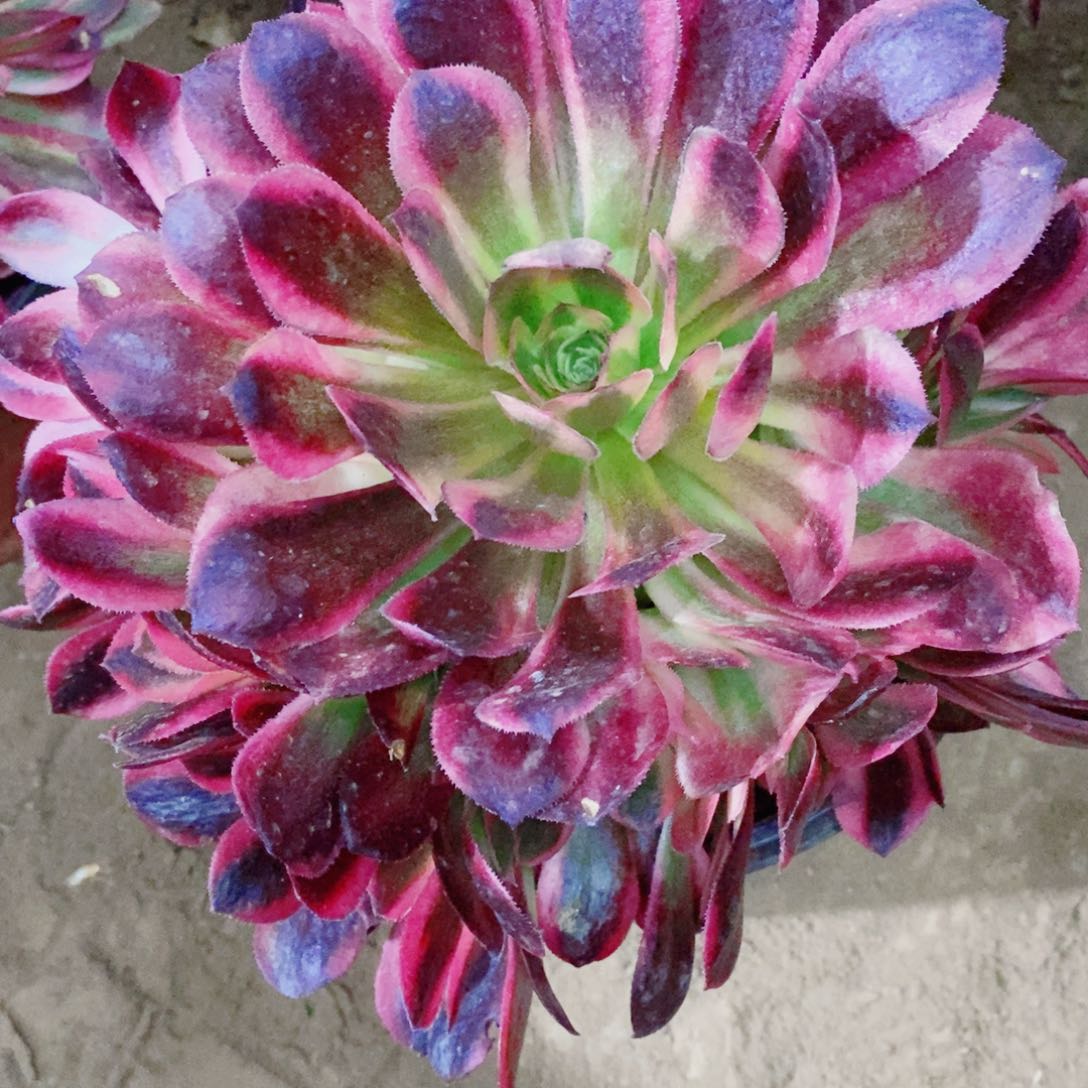 美杜莎多肉开播福利