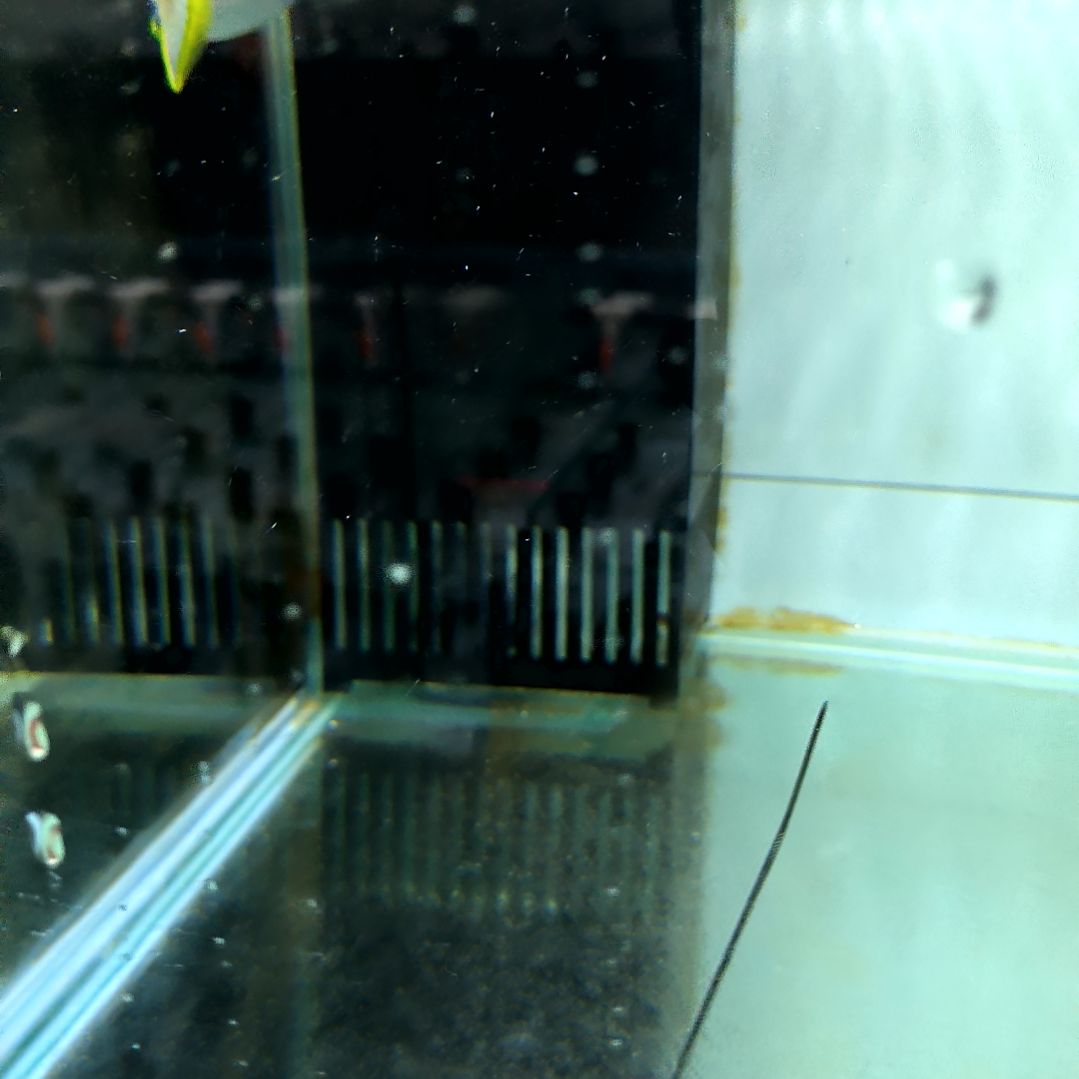 海水鱼蓝面炮弹对装11配9/9-97-142