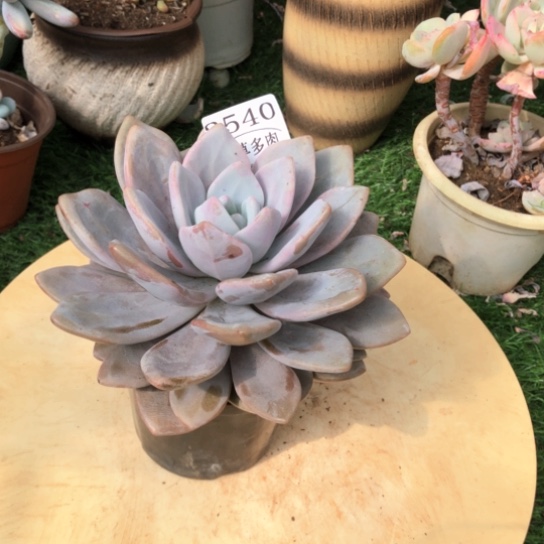粉兔，2540，一物一拍
