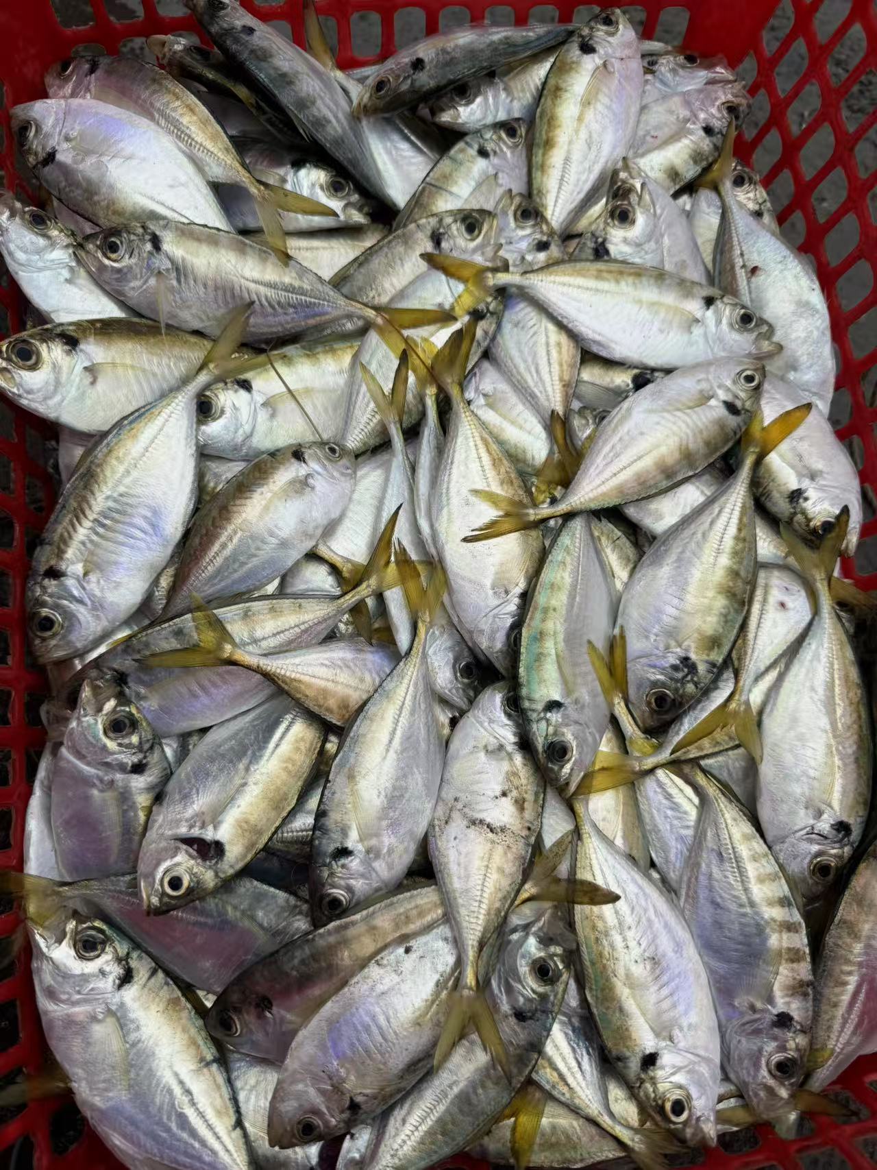 湛江外罗渔港小结尾鱼  （不去内脏 嫌小勿拍）