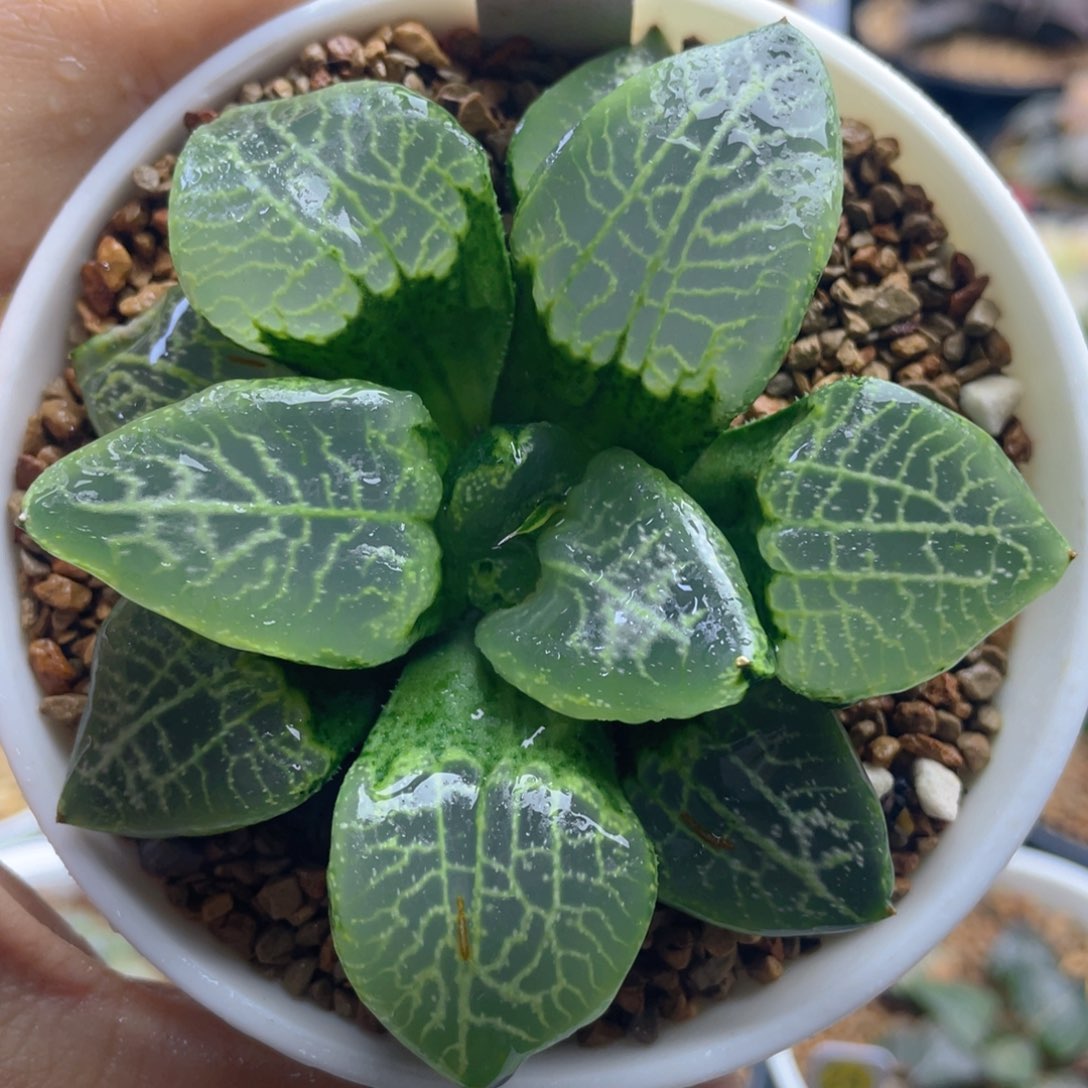 12.十二卷多肉乱舞寿。