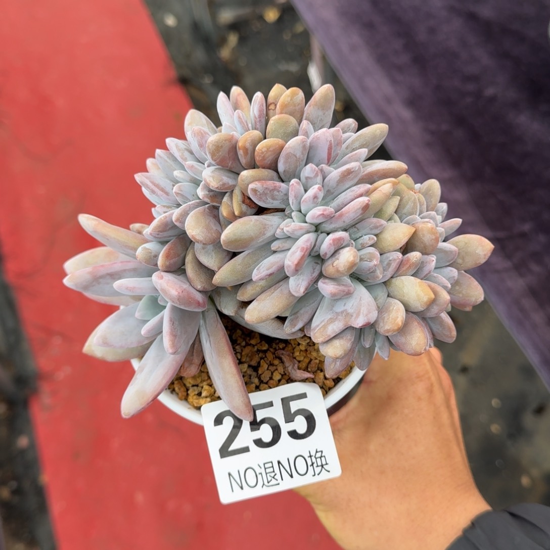 15厘米的尺寸一物一拍255