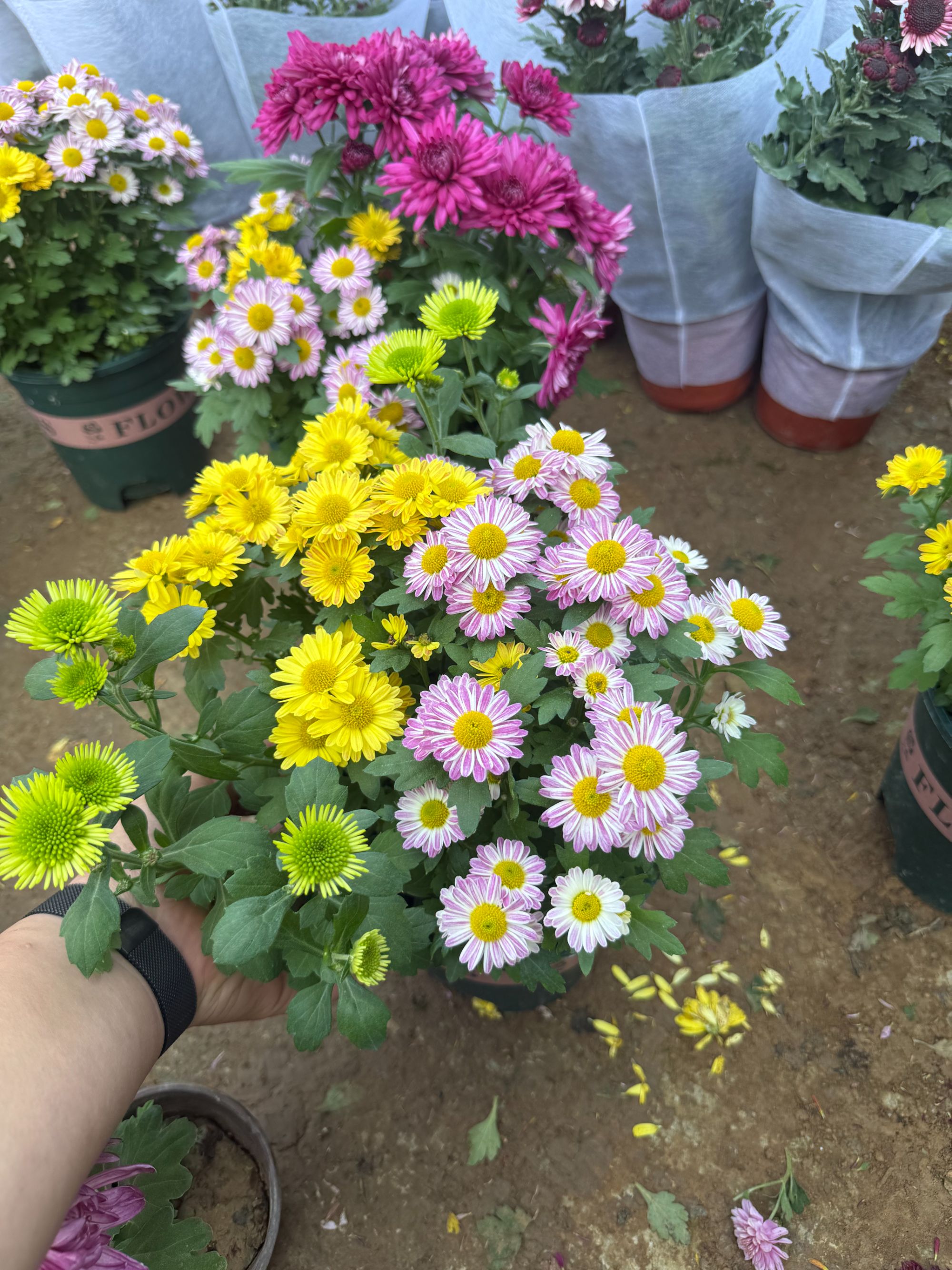 荷兰菊系列小雏菊种花期长颜值高适合阳台庭院种植的开花植物菊花