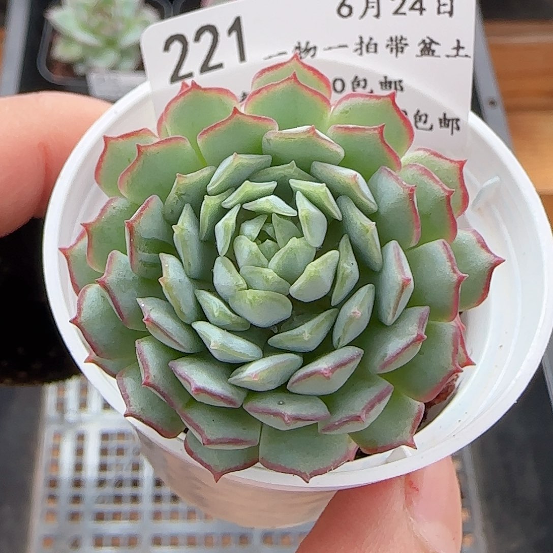 多肉0624-221小红船