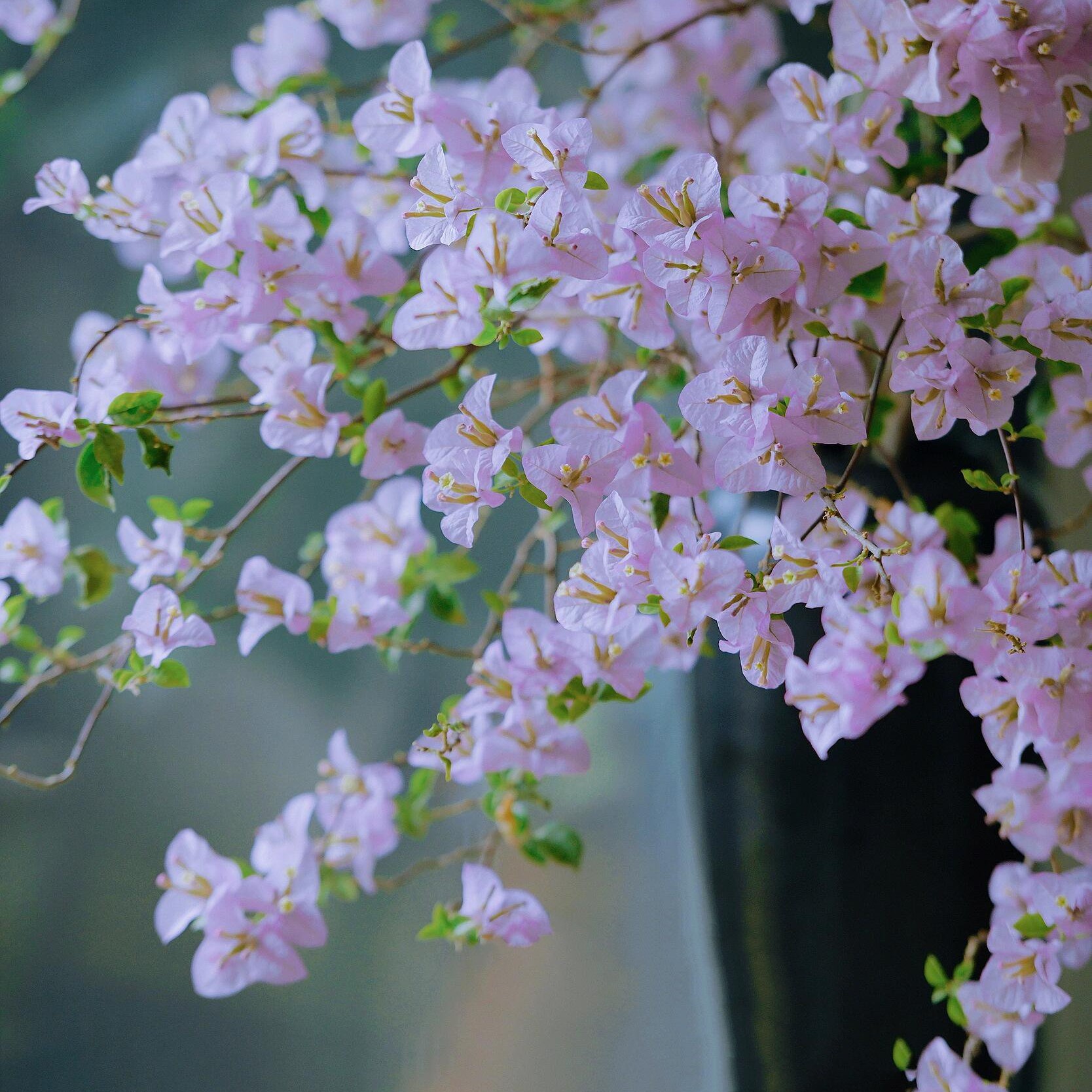苹果花（伊娃系列）四季开花勤花品种，可爬藤室外阳台庭院
