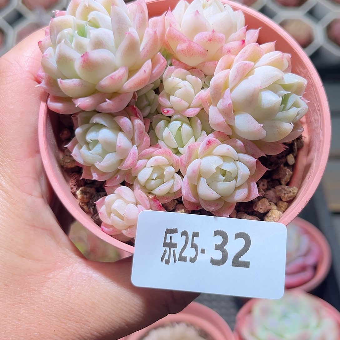 乐25-32 女王群不包整