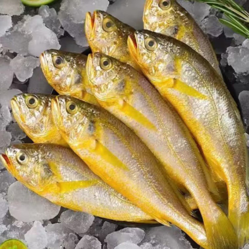 新货小黄花鱼新鲜黄花鱼烧烤生鲜海捕黄鱼一斤7条水产活鱼速冻商