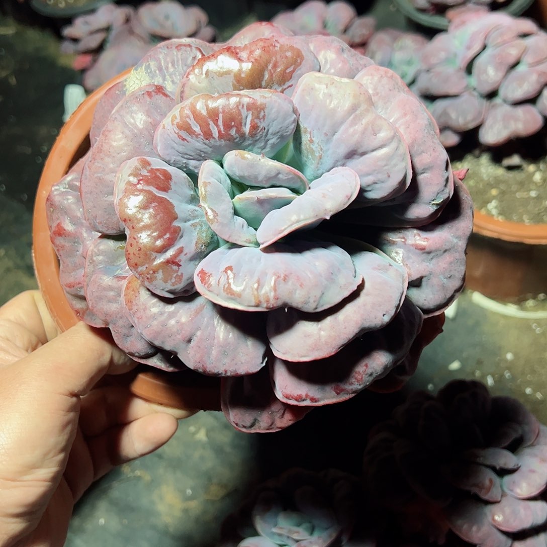 心之悦大单头老桩