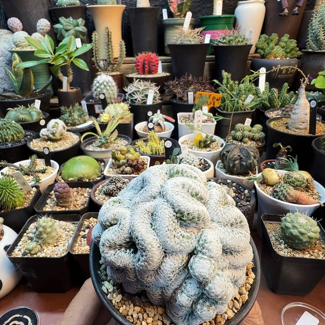 社***美春星缀化带盆发货